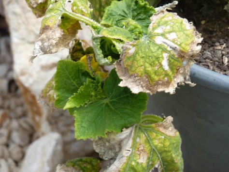August Cucumber leaves with brown spots